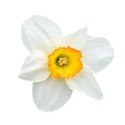 daffodil 03