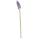 grape hyacinth 02