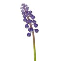 grape hyacinth 03