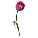 tulip 03