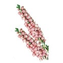 0 pink flower spikes 2
