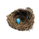 Blue nest