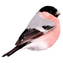 Little_bird_with_pink_stomach