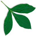 leaf2_fall-mikki