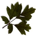 leaf1_cyb-mikki