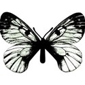 DD_Simplicity_Butterfly