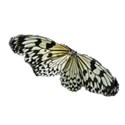 black and white butterfly 