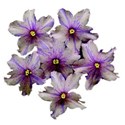 african violets copy