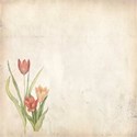 tulipa 2 papert