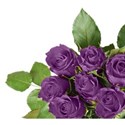 Purple corner rose