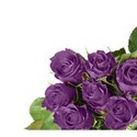 Purple corner rose
