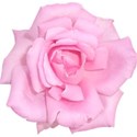 baby pink flower 3