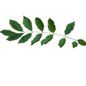 leaf stem