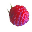 raspberry 2