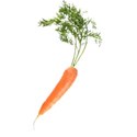 carrot  01