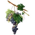 grape cluster 06