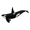 black orca