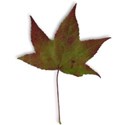 MLIVA_fallish-leaf8