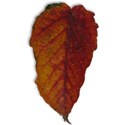 MLIVA_fallish-leaf12