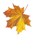 autumn leaf copy