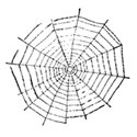 spiderweb 1