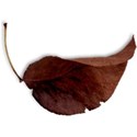 MLIVA_fallish-leaf13