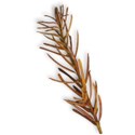 MLIVA_fallish-pine1