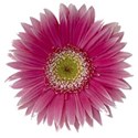 pink_gerber_daisy_picasso_3001