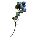 blueberries DOUCU (1)