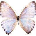 moonstone butterfly