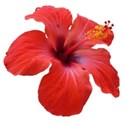 tropical bloom red