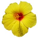 tropical bloom yellow
