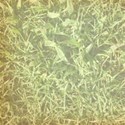 dry grass emb