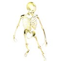 halloween skeleton standing