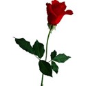 rose 2 red