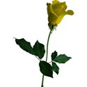 rose 2 yellow