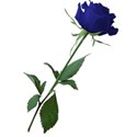 rose 3 blue