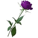 rose 3 deep purple