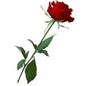 Rose 3 red