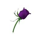 rose 4 deep purple