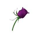 rose 4 purple