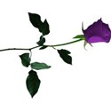 rose 5 deep purple