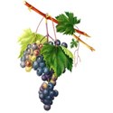 grape cluster 06 copy
