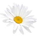 flower-white