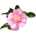 camellia6
