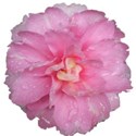 Camellia7