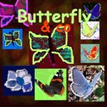 Butterfly & co