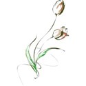 tulip 5