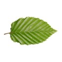 leaf (2)