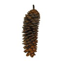 pinecone long